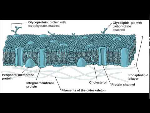 Darvino Dericko - (Biology) Movement of Substance in Plasma Membrane (Melody : Troublemaker)