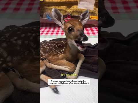 After helping a baby deer, he never expected what came next #deer #rescue #lovestory #cute #shorts