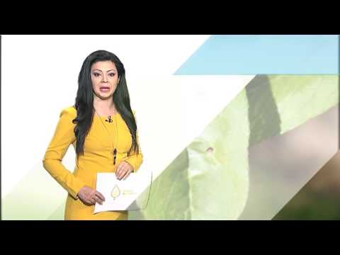 Zelena prognoza, 2.5.2017. - O šupljikavosti lišća, značajnom oboljenju koštičavog voća