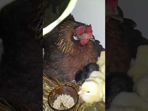 ciepło mamusi #lepszeżycie #ziemian #ziemia #natura