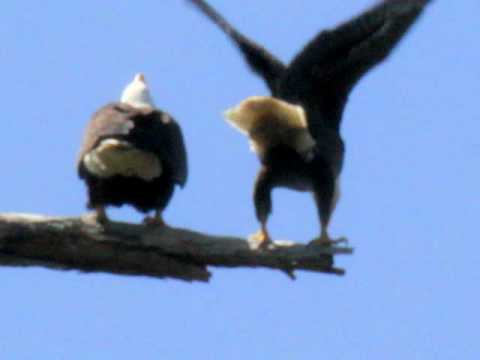 BALD EAGLE ATTACKED BY CROWS AT STANLEY PARK