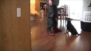 Yoster vom Zauberberg 1