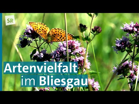 Bliesgau hautnah: Natur- und Artenvielfalt rund um Kleinblittersdorf und Gersheim