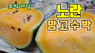 망고수박수확시기 어떤맛일까? 속이 노란수박 텃밭수박