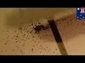 Сотни паучат выползают из брюха беременной мамы-паучихи 