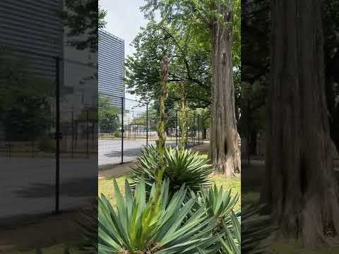 園芸 リュウゼツラン フェロックス