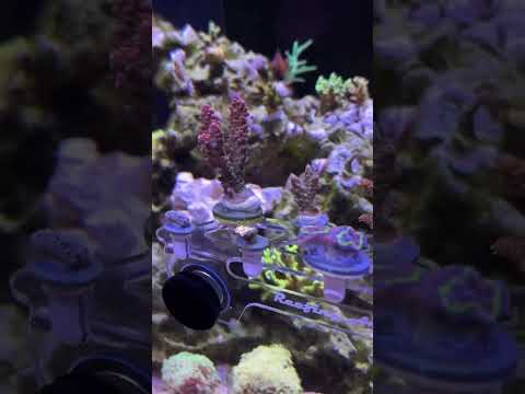 Select SBB corals Video Testimonial #20
