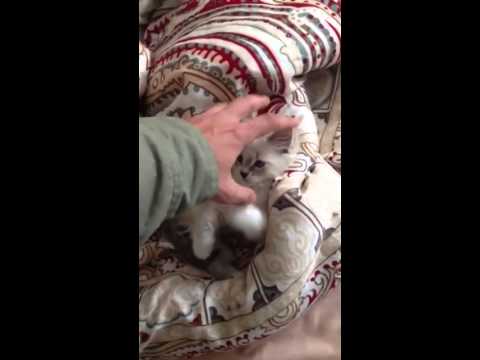 My little baby"Shazde"- شازده كوچك