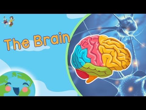 The Brain For Kids - How Does Brain Work? (Learning Videos For Kids)