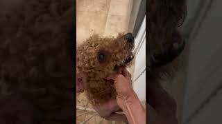 Video preview image #1 Poodle (Miniature) Puppy For Sale in Boca Raton, FL, USA