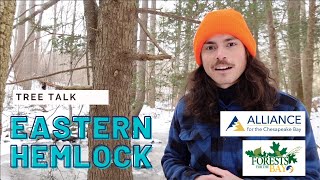 Tree Talk: Eastern Hemlock