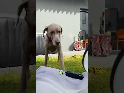 Mono wrzucił samochód Sono do stawu! Wszyscy byli w szoku 🚗💧😲#samochod #staw #viral