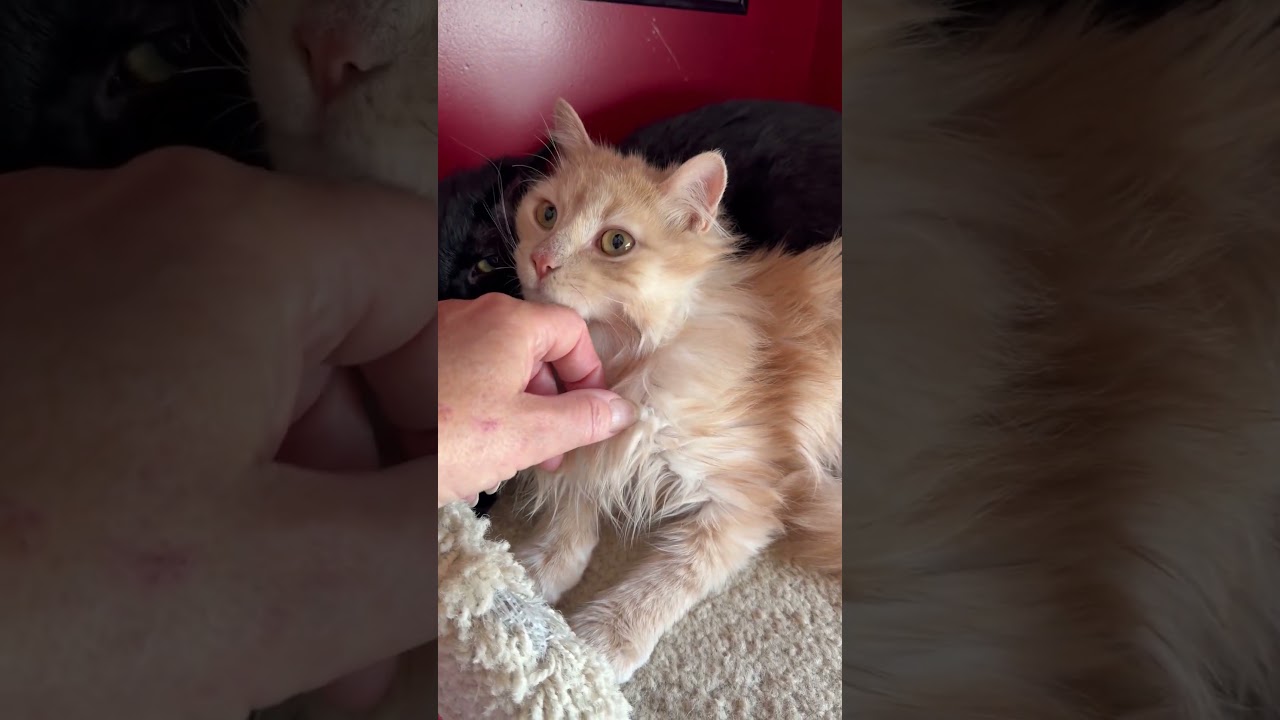 Enlarge Seneca and Cruz, a ADOPTABLE Domestic Medium Hair in Manhasset, NY video 2/2