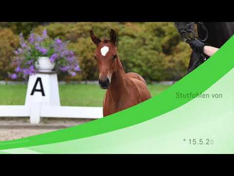 SF von Bon Vivaldi-Benetton Dream