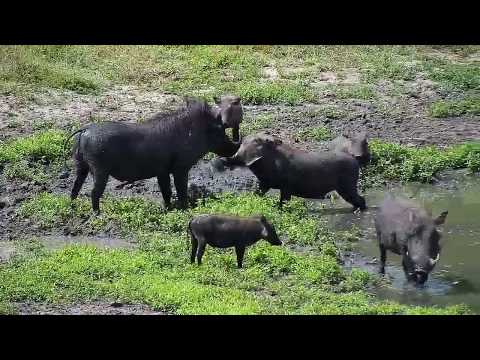 Djuma: Wallowing Warthog family of five - 13:40 - 03/13/19