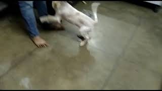 American Cocker Spaniel Puppies Videos