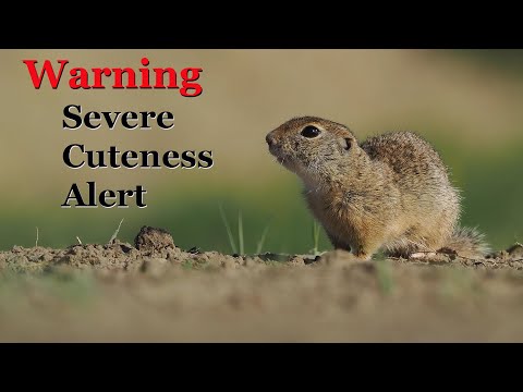 Wildlife Photography at Bence Mate's Farm in Hungary. An amazing set of hides.