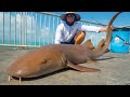 Nurse SHARK! Catch Clean Cook (FL Keys Bridge Fishing)