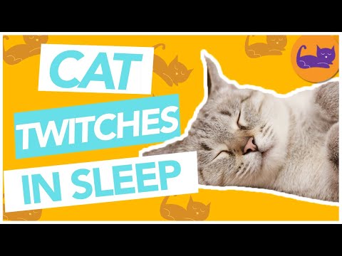 YouTube video about: Should I wake my cat up if he's twitching?
