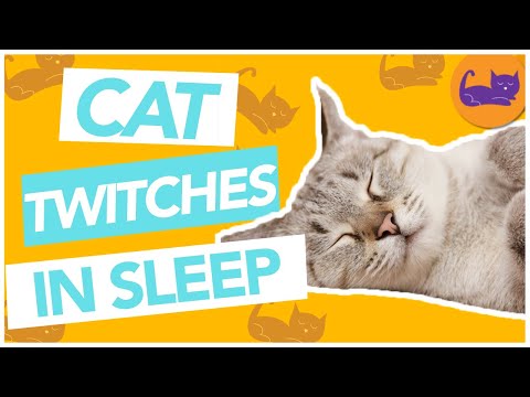 WHY Do Cats TWITCH in Their Sleep!?