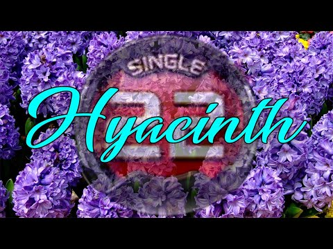 Hyacinth S22 SSS || I finally hit the last turn!