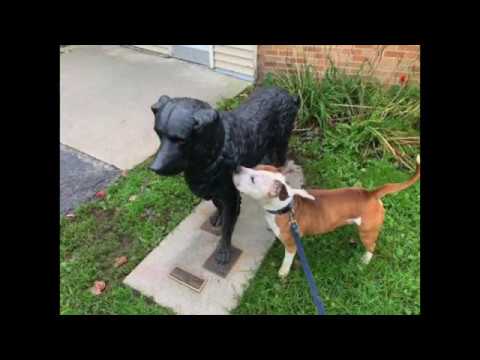 Clorox, an adopted Pit Bull Terrier Mix in Syracuse, NY_image-1