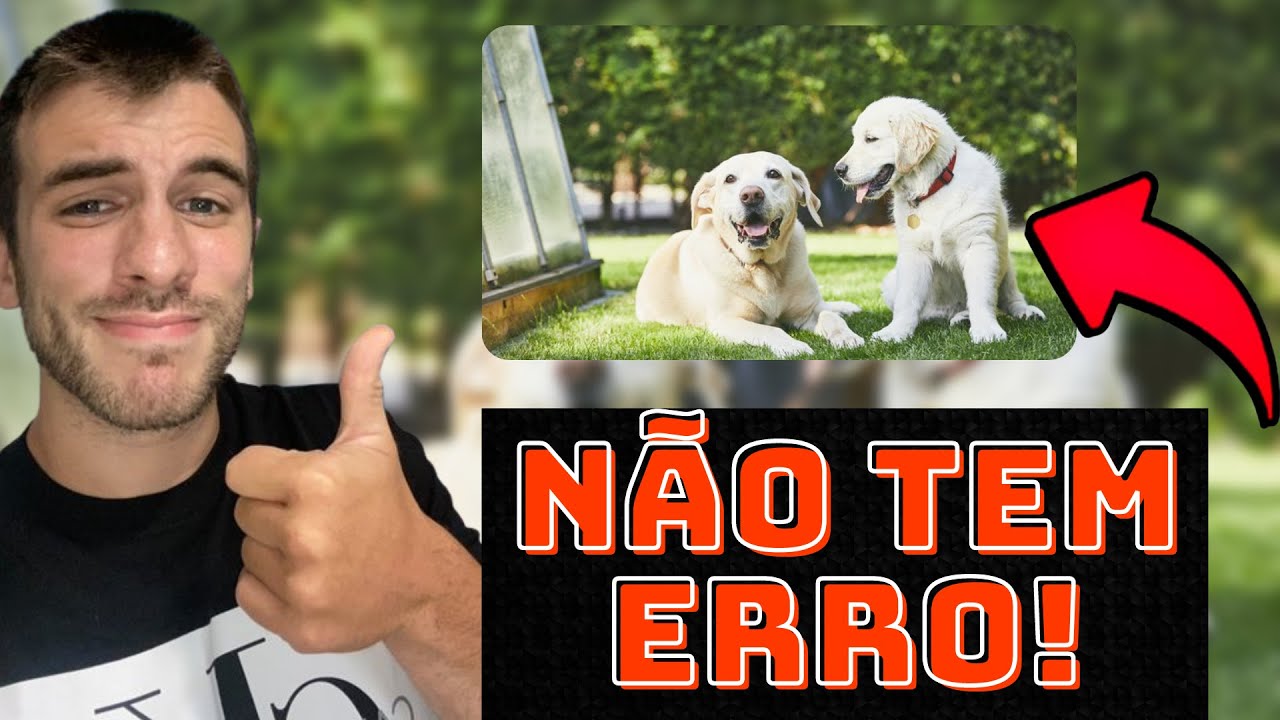 Watch Now Como Fazer Dois Cães SE DAREM BEM Como Fazer Dois Cães SE DAREM BEM