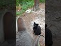 Sweetest Meow Award Goes To This Polite Black Cat Aww Shorts