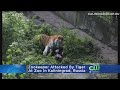 Zookeeper Attacked By Tiger In Russia