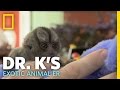 Helping Out a Tiny Monkey | Dr. K's Exotic Animal ER