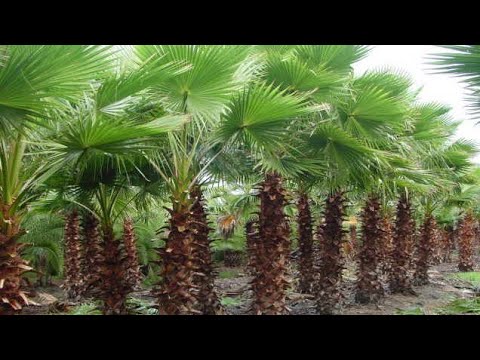 , title : 'Washingtonia palm#maxican fan palm fast-growing and very tolerant Washingtonia robusta'