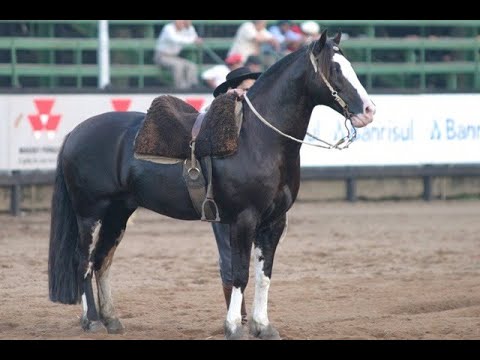 GANADERO DA HARMONIA