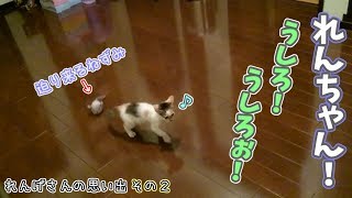【三毛猫】動くねずみのおもちゃと初対面。　れんげさんの思い出【その２】