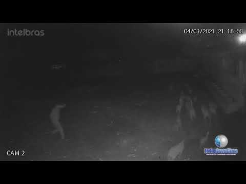 Câmera flagra ladrões roubando ovelhas na fazenda Atoleiro em Caraúbas, RN
