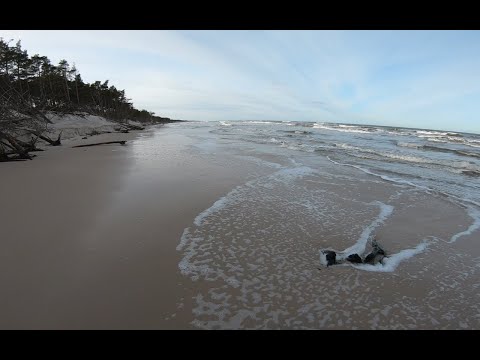 Legalne  i nielegalne poszukiwania Bursztynu pozwolenia i koncesje w Polsce .