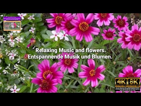 Relaxing music. to relax. and flowers | Um die Nerven zu beruhigen.  Ruhige Musik.  und Blumen | 4K