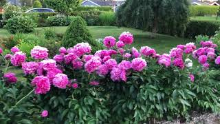 Sansenes verden - del 4. Blomster i juni 2021