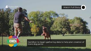 Hamilton to begin gathering data to help plan creation of more dog parks