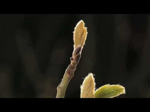 TREES CAN DANCE !!! - the magic of nature #nature  #video