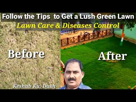 , title : 'Lawn Grass Care Tips/Lawn Diseases Control/How to grow Lawn Grass/Lawn ki Dekhbhal kaise Kare/'