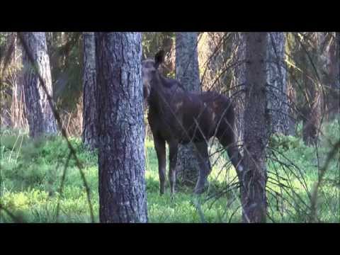 Elch gefilmt und 2 Rehböcke erlegt!