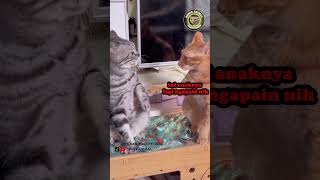 Download lagu KETIKA MAMA TELPON PAS NONGKRONG #shorts mp3