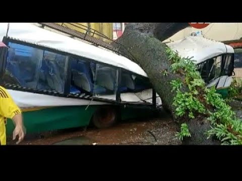 A huge Tree falls on  a bus,car etc
