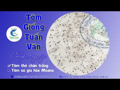 POST TÔM GIỐNG TUẤN VÂN