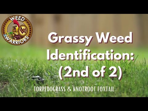 Grassy Weed Identification (2 of 2)