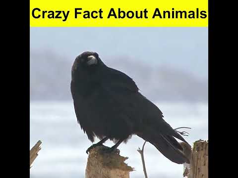Crazy Fact About Animals | Amazing Facts #shorts #Fact city #ytshorts | Mind Blowing Facts in hindi