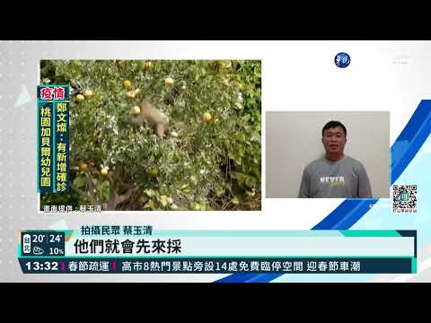 茂谷柑遇"猴害" 上百獼猴大軍吃掉3成
