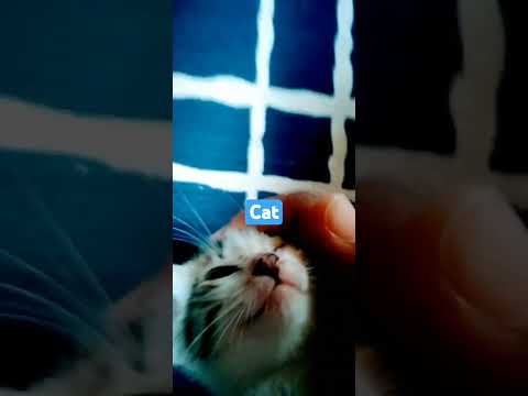 cat 🐱🐱🐱🐱🐱🐱🐱🐱🐾️🐾️🐾️🐾️