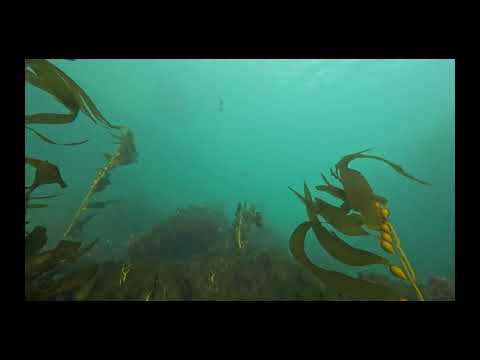 Michael Nguyen's Channel Islands 2025