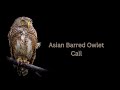 The Call Of The Asian Barred Owlet A Haunting Sound From Rural Thailand